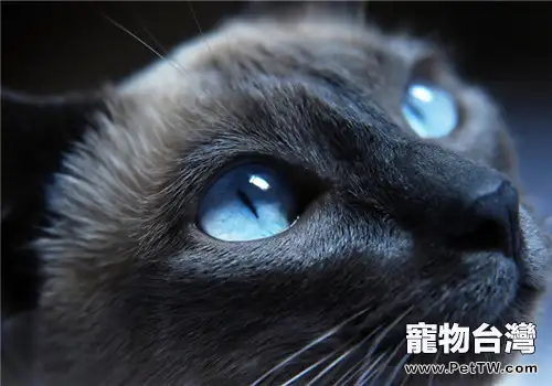 貓咪的視覺究竟是怎樣的？
