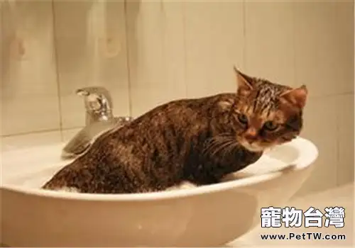 常見的貓咪洗髮液有哪些