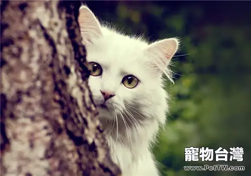 如何幫助貓咪適應新家環境(1圖)-寵物台灣