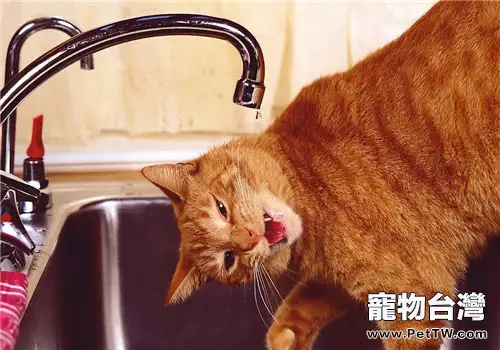 貓咪洗髮液使用的注意事項