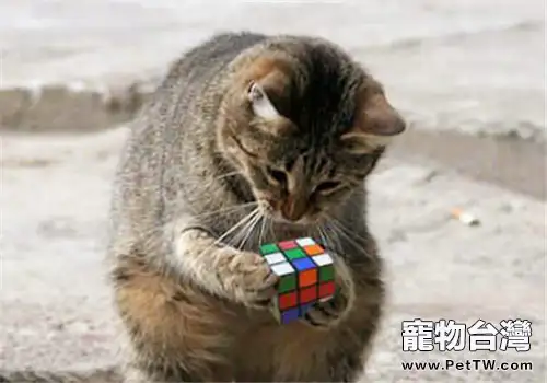 【測試】自家貓咪的智商有多高？