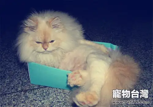 如何檢查自家貓咪的身體健康