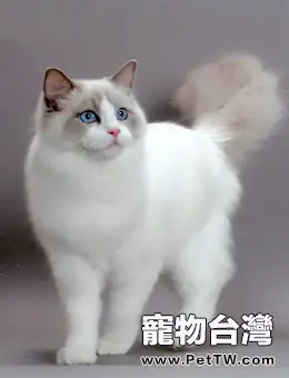 布偶貓(ragdoll)CFA標準