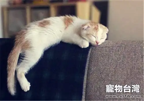 貓咪睡眠姿勢大揭秘