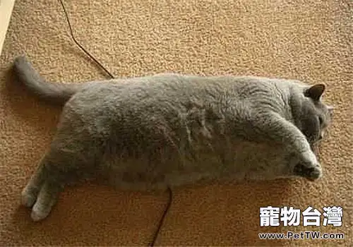 什麼情況下貓咪需要減肥(1圖)-寵物台灣