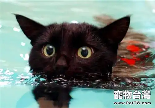 貓很怕洗澡、下雨和水的原因