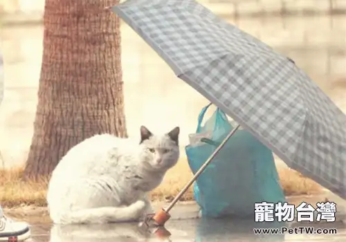 臨時寄養流浪貓要注意什麼(1圖)-寵物台灣