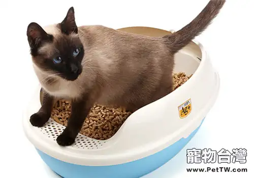 貓用砂子掩蓋排泄物是為了保護自己