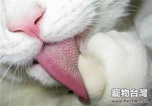 貓為什麼會用舌頭梳理皮毛