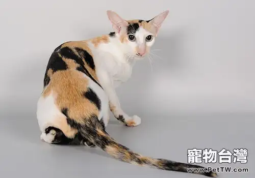 關於東方貓的簡單介紹(1圖)-寵物台灣