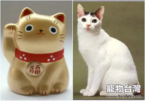 日本截尾貓的介紹