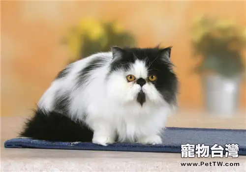 給波斯貓洗澡的正確方法(1圖)-寵物台灣