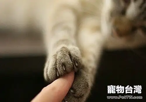 如何改善貓咪怕生的習慣