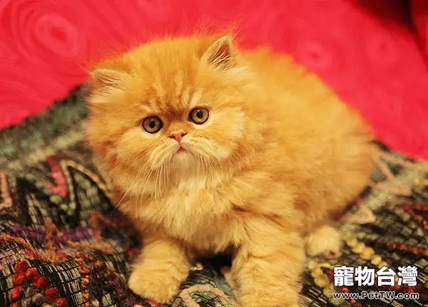 哪些食物需謹慎餵飼貓貓(1圖)-寵物台灣