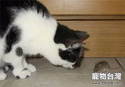 貓為什麼喜歡玩弄獵物?(1圖)-寵物台灣