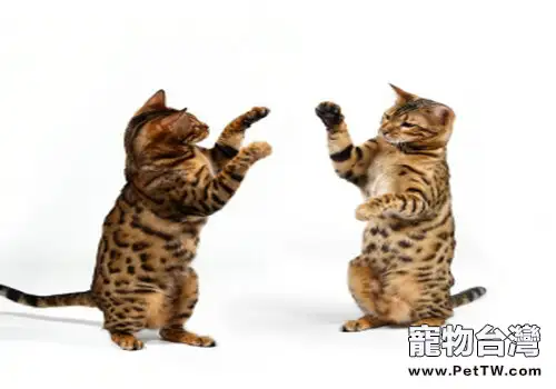 揭露貓咪愛打架的緣由(1圖)-寵物台灣