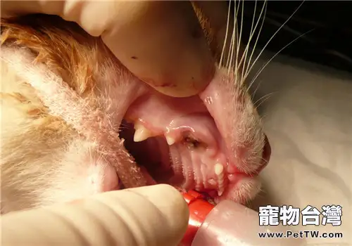 如何對付貓咪的蛀牙