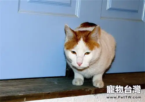 如何訓練貓咪使用貓洞(1圖)-寵物台灣
