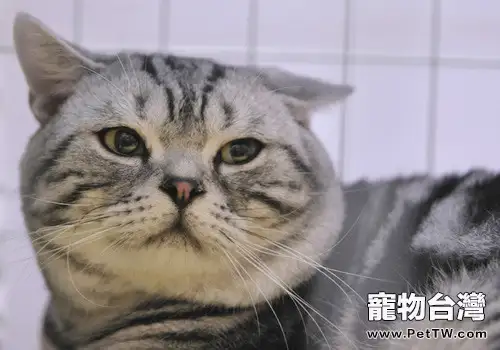 貓為什麼喜歡咕嚕叫(1圖)-寵物台灣