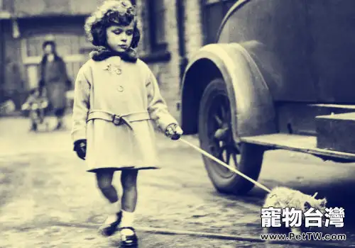怎樣帶貓出去玩?(1圖)-寵物台灣