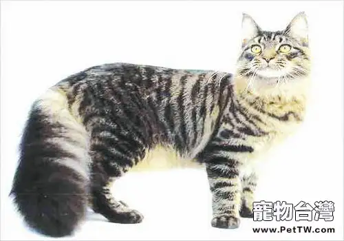 貓咪免疫性口腔炎的治療(1圖)-寵物台灣