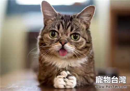 貓咪吐舌頭是什麼意思（1圖）-寵物台灣