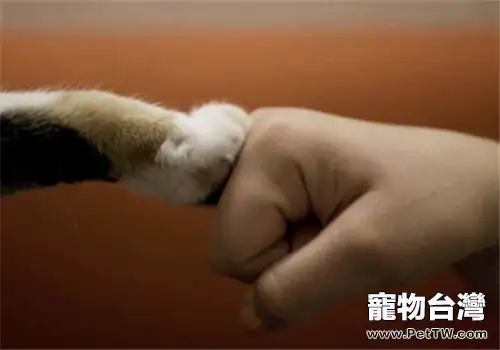 貓咪為什麼喜歡把爪子縮在身體下面