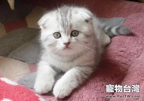 為什麼貓咪會在早晚最興奮