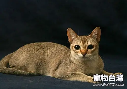 新加坡貓簡介(1圖)-寵物台灣