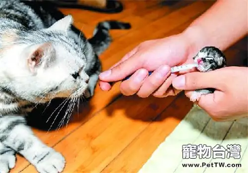 母貓產後應該怎麼照顧(1圖)-寵物台灣