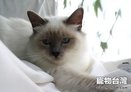 貓咪的心思主人如何猜（1圖）-寵物台灣