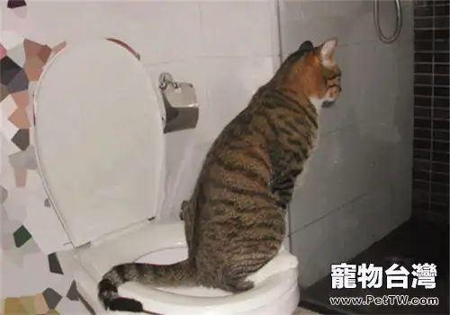 貓咪為什麼突然不排尿了？
