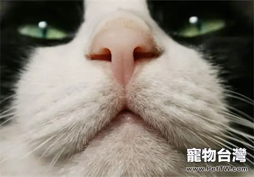 怎樣保護貓咪牙齒的健康