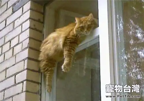 貓咪貪睡的原因
