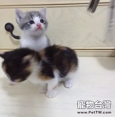 四招應對貓咪吃藥難的問題