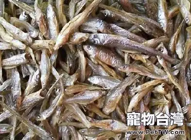 四招應對貓咪吃藥難的問題