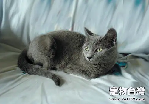 貓咪肝炎的治療(1圖)-寵物台灣