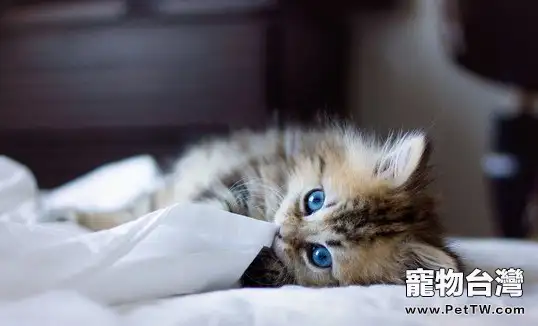 貓貓是否能識別東西的顏色(1圖)-寵物台灣