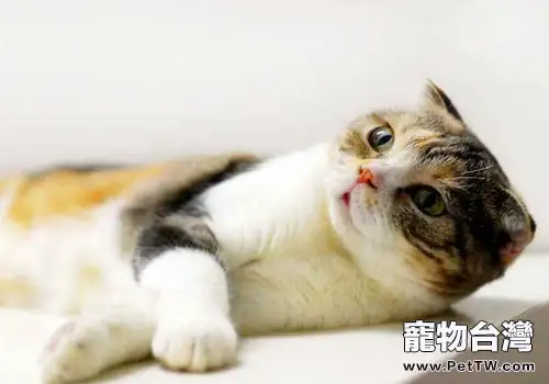 如何去除被子上的貓尿味