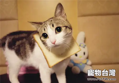 貓咪也會情緒低落嗎？（1圖）-寵物台灣