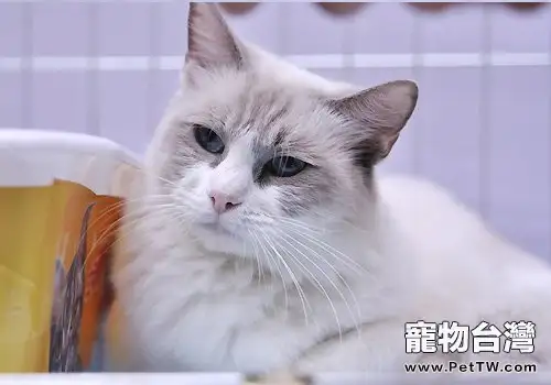 如何辨別伯曼貓和布偶貓(1圖)-寵物台灣