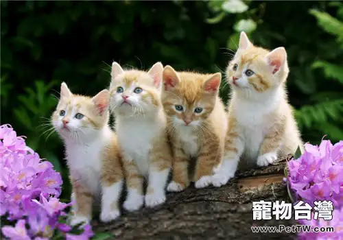 貓瞇眼睛的護理方法（1圖）-寵物台灣