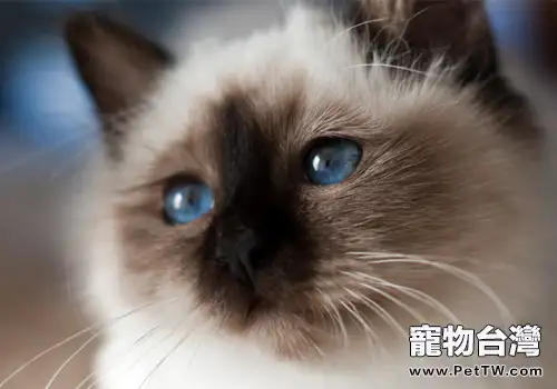 貓咪為什麼一直舔自己的腳
