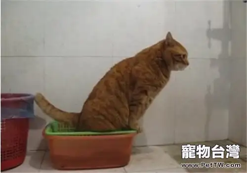 如何訓練寵物貓咪使用廁所