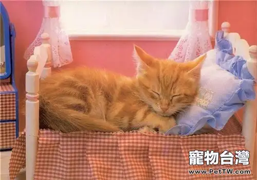 訓練貓不上床的方法