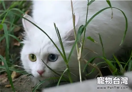 山東獅子貓掉毛原因分析(1圖)-寵物台灣