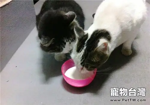 貓不能吃什麼