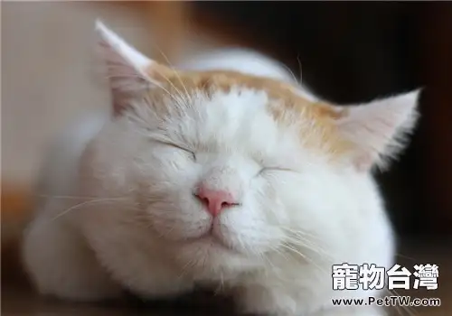 治療貓瘟的方法及注意事項(1圖)-寵物台灣