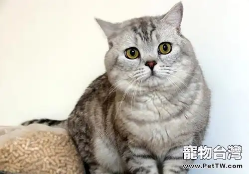 貓咪水療好處多(1圖)-寵物台灣