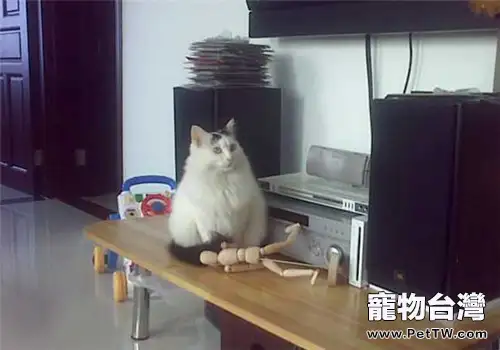 如何訓練貓不上桌子